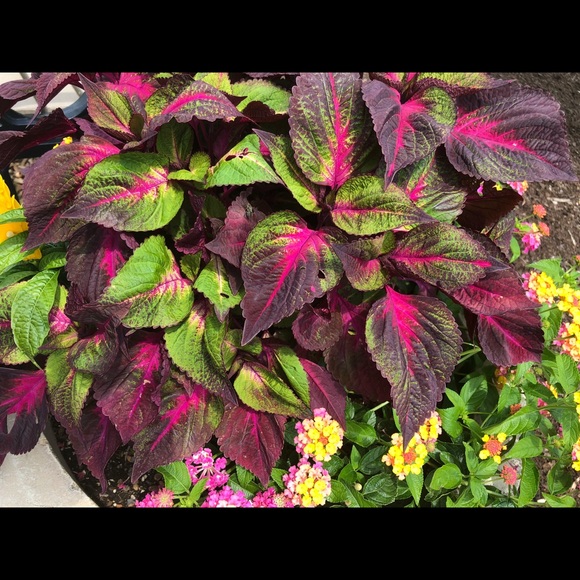 Meet your Posher, CKru11.  😊❤️👋🏻 - Picture 4 of 5